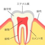 歯の構造