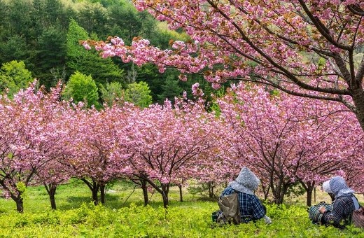 桜を見て休んでいるおばあちゃん 桜を見て休んでいるおばあちゃん